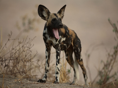 Wilde Hond pup van 8 maanden uit een pack van 28 stuks,na 4 vakanties in Afrika eindelijk en gelukkig gezien