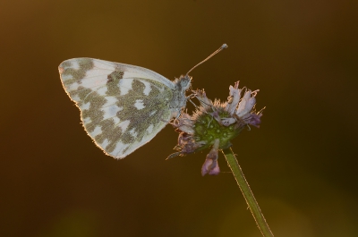 Aan het einde van de dag deze vlinder in een veldje gevonden. Ik was zeer blij deze mooie vlinder gevonden te hebben. Deze foto genomen bij het laatste licht.