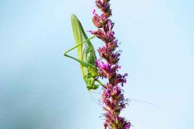 Deze grote groene sabelsprinkhaan zat op de hoogste kattenstaart in het midden van de vijver. Leuk detail is dat er een rupsje boven zit, dat zag ik pas bij de bewerking van de foto.