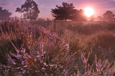 Deze foto heb ik in natuurgebied de Pan gemaakt toen de zon al iets hoger aan de hemel stond.