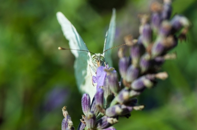 Heel beweeglijk, deze koolwitjes op de lavendel. Maar gelukkig toch een paar mooie plaatjes kunnen maken, zonder statief.