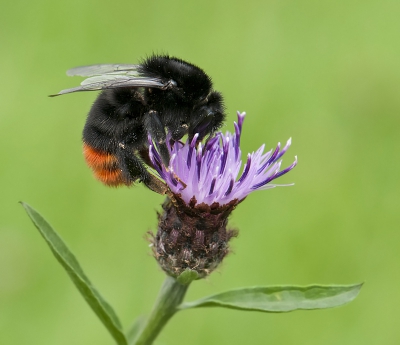 Deze grote Hommel is een prachtige en opvallende verschijning als je hem op de bloemen ziet zitten.