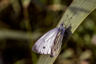 In de vroege ochtend uit de hand geschoten bij windstil weer.