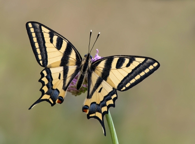 Papilio alexanor / Zuidelijke Koninginnenpage / Southern Swallowtail