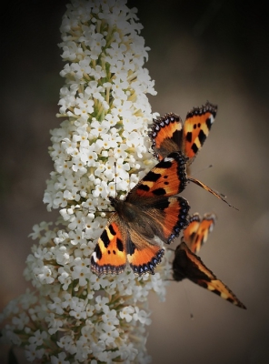 deze vlinders zitten vaak met tientallen op de vlinderstruik,veruit de meest voorkomende vlinder in mijn tuin.
ik heb de achtegrond iets donkerder gemaakt,en beetje verscherpt

Groet Maria