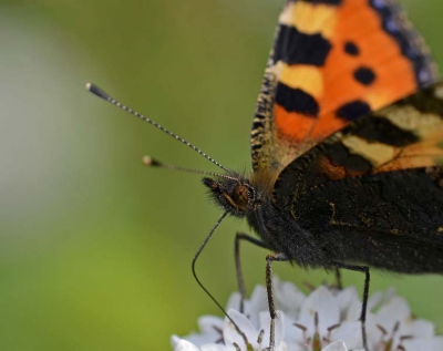 momenteel veel kleine vosjes in de tuin, de bloemen zijn bijna uitgebloeid en de vlinders worden talrijker.