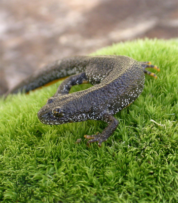 <i class='fa fa-user'></i> Paul Cools | Kamsalamander  <i class='fa fa-eye'> 403</i>   <i class='fa fa-comment-o'> 0</i>