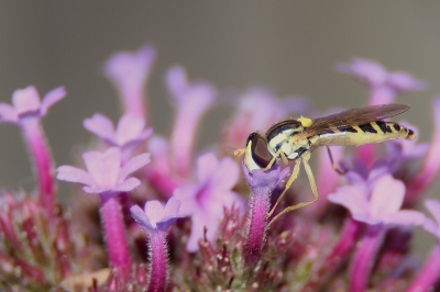 Tegen de avond heb ik deze foto kunnen maken. Met z'n neus in de nectar.