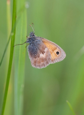 Gisterochtend vroeg uit de veren en op vlinderjacht. Dit hooibeestje kon ik enigszins "vrij" krijgen tussen het gras.