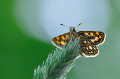 Op een open plek in het bos kon ik 4 bonte dikkopjes vinden. Mijn eerste waarneming.  Uit de hand gefotografeerd met VR.  Laag standpunt bekomen met hoekzoeker.