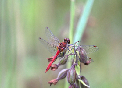 Na een kleine trip even een kijkje genomen op DePunt mooi stukje om vele insecten en andere diertjes te schieten waaronder deze steenrode heidelibel die zijn plaatsje voor de regen bui op de moeras wespen orchis gevonden had, zeeg had een paraplu maar daar mochten alleen vlinders onder schuilen.
