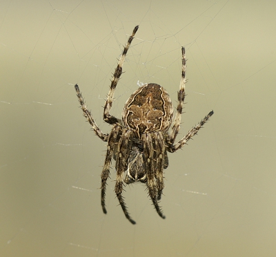 <i class='fa fa-user'></i> Tom | Brugspin  <i class='fa fa-eye'> 167</i>   <i class='fa fa-comment-o'> 0</i>