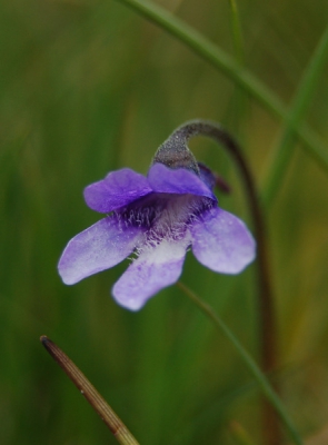 Mooi gebied, ontzettend veel orchideen, ook de poolvossen hier in de buurt gespot.