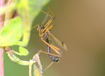 Regenachtig weer maar kwam nog veel tegen waaronder dit beestje, maar 3 foto`s van gemaakt, op de pc zag ik pas het veertje op zijn kop,of is het een slachtoffer wie het weet, welke slanke vlieg is dit