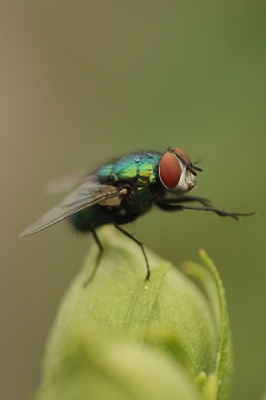 Zaterdagmiddag bewolkt en regenachtig toch maar ff m'n nieuwe macro lens getest.
