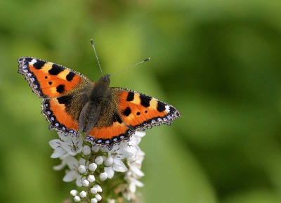 veel kleine vossen momenteel, zowel nieuwe als afgevlogen exemplaren bivakkeren in de tuin.