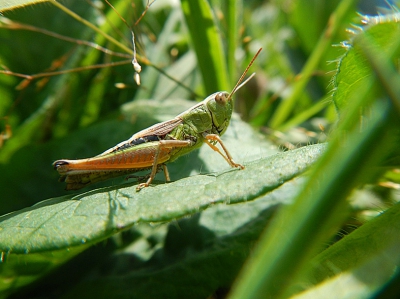 Ik vermoed dat dit een kleine goudsprinkhaan is, zeker weten doe ik niet. Iemand die dit kan bevestigen/verbeteren? Overige tips zijn natuurlijk ook meer dan welkom!