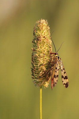 In het late avondlicht zag ik deze mooie vrouwtjesschorpioenvlieg zitten,geen staief bij,er stond best wel wt wind,maar het insekt bleef rustig zitten,zodat het toch nog gelukt is een paar goede opnames te maken
Foto is uit de hand genomen
Groet maria