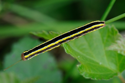 Deze rups zat in Drenthe op de heide in de buurt van eikenbomen. Weet iemand van welke vlinder deze rups is? Ik heb 6 vlinderboeken doorgebladerd maar hem niet gevonden, hoewel het toch een redelijk opvallende rups is.