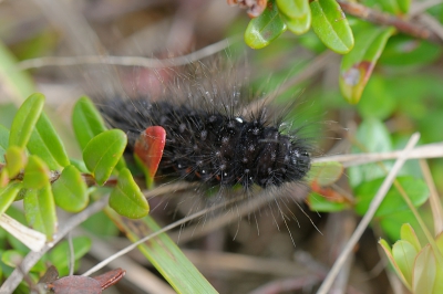 Op het hoogveen zat deze rups. Ondanks spitten in meerdere vlinderboeken heb ik hem niet kunnen ontdekken.
Weet iemand van welke vlinder deze rups is?