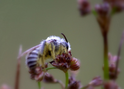 Fijn om rustig deze opname te maken schuin op het zonnetje tussen de druppels door kon niet zien of het nu stuifmeel was of de kleur, in het oog zie je de tegenoverliggende bloem