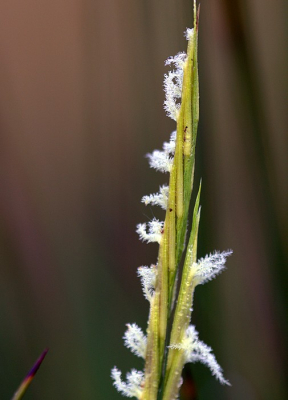Al vroeg in de duinen aan het struinen,kwam ik dit plantje tegen, de nadruk op de bloemetjes gelegd om de dauw te laten schitteren lukt met de 180 usm lens niet helemaal maar vond hem wel geslaagd