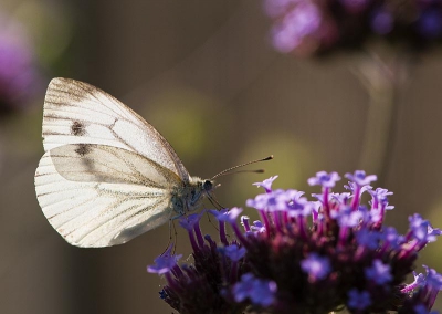 Dit witje vloog onverstoorbaar bij mij door de tuin.
Ik kon deze keer ook zeer dichtbij komen zonder de vlinder te verjagen.