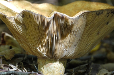 <i class='fa fa-user'></i>&nbsp;Jan Luit&nbsp;| Lactarius repraesentaneus&nbsp; <i class='fa fa-eye'>&nbsp;183</i> &nbsp; <i class='fa fa-comment-o'>&nbsp;2</i>