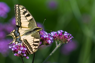 in eigen tuin deze voor onze streek niet algemene vlinder  kunnen fotograferen - zoomlens 100-400 canon