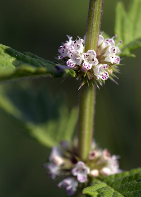 bij het struinen door de duinen kwam ik deze brandnetel(?) tegen zag pas door de lens dat deze krans van bloemetjes zo mooi waren, heb wel even op het middelste bloemetje scherp gestelt