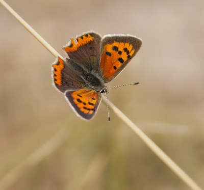 Tussen de bloeiende Heide zijn af en toe wat Vuurvlindertjes te vinden.