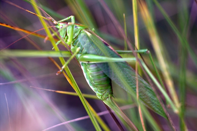 Deze sprinkaan van bijna 10 cm groot sprong vlak naast me weg, schrik, zo te zien is deze zelfs nog groter dan ik denk z`n staart en antennes staan er niet helemaal op.