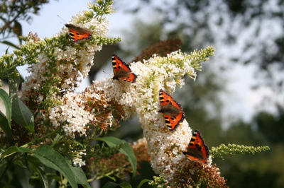 Tussen de buien door veel vlinders in de tuin