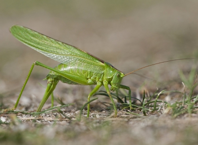 Een vrij unieke opname van een eirerleggende Sabel Sprinkhaan. Duidelijk is te zien hoe hij de buis van zijn achterlijf in de grond steekt.