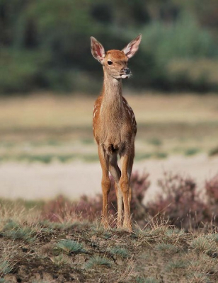 nog een van 2 jaar geleden, tijdens de hertenbronst kwam deze kleine bambi even goedendag zeggen, heel parmantig stond ze te poseren.