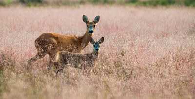 begin van de avond kon ik deze foto maken op een open veld