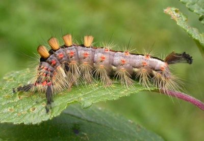 <i class='fa fa-user'></i>&nbsp;Agnes Bax&nbsp;| Witvlakvlinder&nbsp; <i class='fa fa-eye'>&nbsp;451</i> &nbsp; <i class='fa fa-comment-o'>&nbsp;9</i>