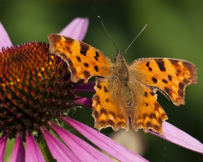 In de middag is er nog n te zien op de bloemen in de tuin.