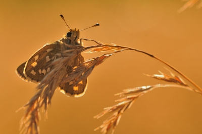 Bij valavond had ik het plezier mijn eerste kommavlinder te vinden rustend in het hoge gras.