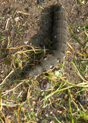 opgegraven in de turf in een tuin (en nog een paar woorden want dan zitten we op 15)