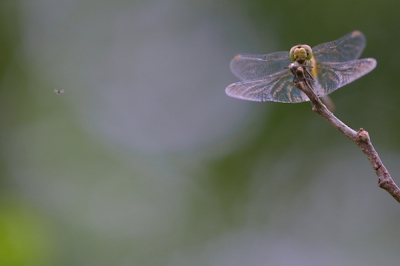 Nikon  D800 + Sigma 180mm 1:2.8 APO macro DG HSM.  Statief, Daglicht. Scherpgesteld op de libel en gewacht tot er een insect in beeld kwam. Na vele pogingen 1 redelijk resultaat.