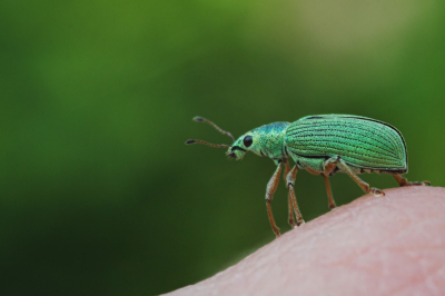 De tweede foto en laatste die ik van insecten op mijn hand heb gemaakt. Het kevertje zat vast in de vacht van de hond die net tussen bosjes was doorgelopen. Uit de vacht gehaald, foto gemaakt en het beestje weer terug gezet. Voor wat hoort wat zullen we dan maar denken.