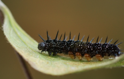 Deze rups zag ik in de tuin rondkruipen en effe rondkijken op internet blijkt het om de rups van de Dagpauwoog te gaan.
