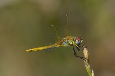 Zonnige warme dag, kwam telkens op zelfde plaatsje zitten, zoom 100-400 mm lens