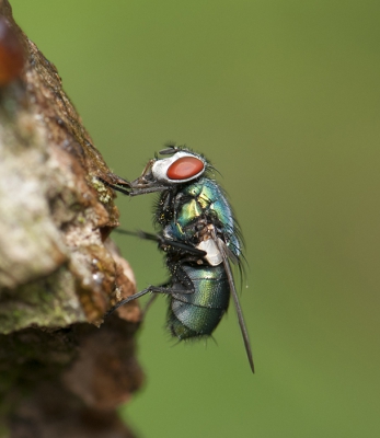 Het blijven soms lastige objecten om te fotograferen, dit exemplaar bleef gelukkig even stil zitten.