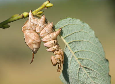 Ik verbaas me er iedere keer weer over hoe bijzonder fraai sommige rupsen eruit zien. En dan te bedenken dat de vlinder van deze Eekhoorn rups onopvallend bruin is.