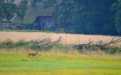 In een vroege ochtend struinde deze ree door een sereen Drents Landschap, waar je de oorverdovende stilte haast kon horen.
