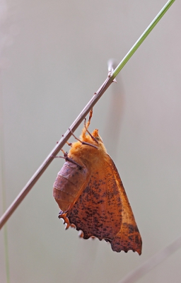 Pas toen ik met mijn lens er bovenop zat wist ik zeker dat het geen herfstblaadje was. Ik had deze nog niet eerder gezien. Mbv vlindernet gedetermineerd.