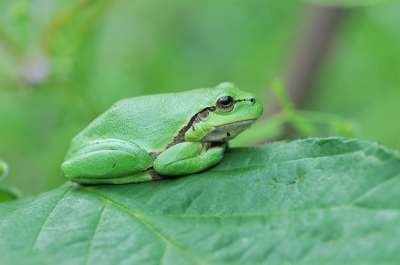 Deze boomkikker zat in de schaduw op een warme dag, vandaar zijn diepgroene (smaragd) kleur. prachtig vind ik die kleur.