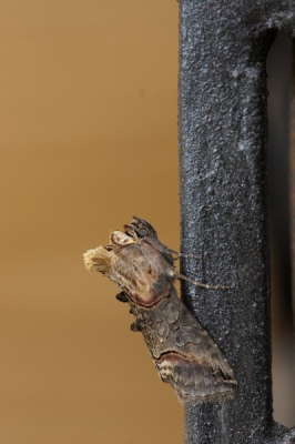 Ik moest daarstraks al goed kijken voor ik deze nachtvlinder zag zitten.
Dankzij Hendrika tot de juiste naam gekomen.
Tot mijn grote verbazing is het pas de tweede waarneming op NP.